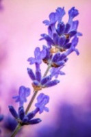 biotique blissfull lavender eau de toilette