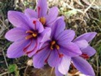 biotique royal saffron eau de parfum