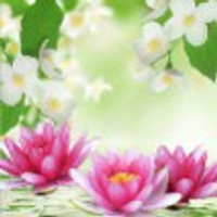 biotique royal saffron eau de parfum