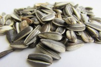 Pet Care pet care sunflower seeds Nuts 500 g Dry Bird Food