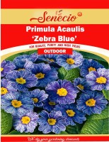SENECIO® Primula Acaulis ‘Zebra Blue’ Seed(12 per packet)
