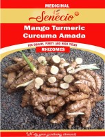 SENECIO® Kitchen Garden White Turmeric Mango Ginger Curcuma Amada Fresh Live Rhizomes Seed(10 per packet)