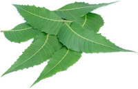 Seekanapalli Organic Neem Leaves (300g) Unflavoured Herbal Tea Pouch(300 g)