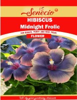 SENECIO® Midnight Frolic Rare Hibiscus Seed(10 per packet)