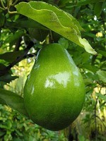 ORETIC Avocado Plant(Hybrid, Pack of 1)