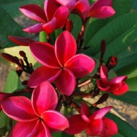 plant palace Plumeria Plant(Pack of 1)