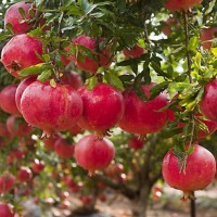 plant palace Pomegranate Plant(Pack of 1)
