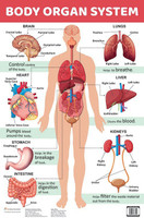 Body Organ System - Charts(English, Paperback, unknown)