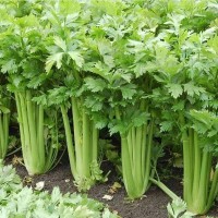 VibeX Celery Seed(200 per packet)