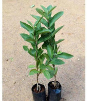 DOOR TO GARDEN Guava Plant  sapling(Pack of 1)