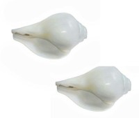 Stylewell Pack Of 2 Pcs Natural Jal/agra Decorative (7.5 Cm Conch ) White Shankh for Pooja & Vamavarti Brings Prosperity, Happiness, Good Health & Wealth Decorative Shankh(White)