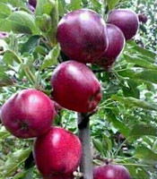 LaughEarth Custard Apple Plant  sapling(Hybrid, Pack of 1)