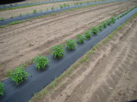 Agritec Agriculture Mulching Sheet/Paper 25 Micron/ 400 Meter Length- 4 Feet Width Garden Mulch(black, Silver 8 kg)