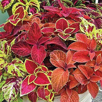 Mozette Coleous Rainbow Mix Seed(20 per packet)