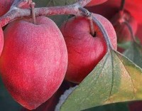 AloGardening Ber Apple Plant(Hybrid, Pack of 1)