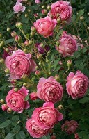 AloGardening Rose Plant(Hybrid, Pack of 1)