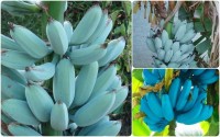 AloGardening Banana Plant(Hybrid, Pack of 1)