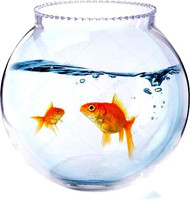 BILAL ANSARI Aqua_18 presenting cute & glossy looking glass fish aquarium (pack of 1,8 inch) Round Ends Aquarium Tank(3 L)