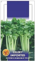 WILLVINE Celery Stick Imported Tall Utah Seeds Seed(500 per packet)
