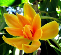 GreenyOn Golden Champa Plant  sapling(Hybrid, Pack of 1)