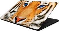 FineArts Animals - LS5299 Laptop Skin and Mouse Pad Combo Set(Multicolor)   Laptop Accessories  (FineArts)