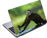 ezyPRNT Monkey Tapping Wildlife (14 to 14.9 inch) Vinyl Laptop Decal 14   Laptop Accessories  (ezyPRNT)