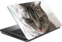 meSleep Cat LS-50-397 Vinyl Laptop Decal 15.6   Laptop Accessories  (meSleep)