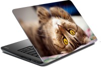 meSleep Cat 70-569 Vinyl Laptop Decal 15.6   Laptop Accessories  (meSleep)