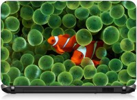 VI Collections CLOWN FISH pvc Laptop Decal 15.6   Laptop Accessories  (VI Collections)