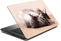 meSleep Cat 70-621 Vinyl Laptop Decal 15.6   Laptop Accessories  (meSleep)