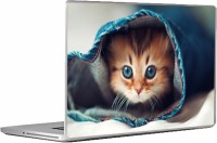Swagsutra Teddy sides Laptop Skin/Decal For 14.1 Inch Laptop Vinyl Laptop Decal 14   Laptop Accessories  (Swagsutra)
