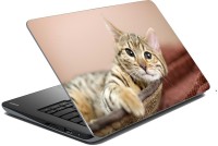 meSleep Cat 70-595 Vinyl Laptop Decal 15.6   Laptop Accessories  (meSleep)