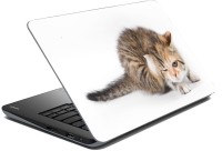 meSleep Cat 70-531 Vinyl Laptop Decal 15.6   Laptop Accessories  (meSleep)
