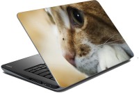 meSleep Cat 70-661 Vinyl Laptop Decal 15.6   Laptop Accessories  (meSleep)