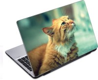 ezyPRNT Beautiful Cat (14 to 14.9 inch) Vinyl Laptop Decal 14   Laptop Accessories  (ezyPRNT)