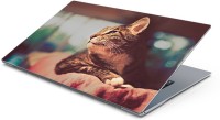 Lovely Collection wise cat Vinyl Laptop Decal 15.6   Laptop Accessories  (Lovely Collection)