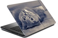 meSleep Cat 70-638 Vinyl Laptop Decal 15.6   Laptop Accessories  (meSleep)