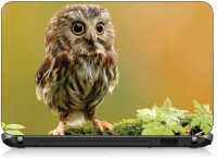 View VI Collections BIRD LOOKING pvc Laptop Decal 15.6 Laptop Accessories Price Online(VI Collections)