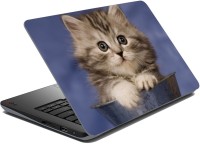 meSleep Cat 67-013 Vinyl Laptop Decal 15.6   Laptop Accessories  (meSleep)