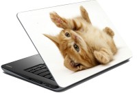 meSleep Cat 70-536 Vinyl Laptop Decal 15.6   Laptop Accessories  (meSleep)