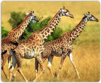 Lovely Collection Giraffe Mousepad(Multicolor)   Laptop Accessories  (Lovely Collection)