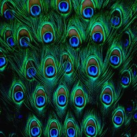 Allthingscustomized Peacock Feathers Mousepad(Multicolor)   Laptop Accessories  (Allthingscustomized)