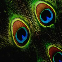 View Allthingscustomized Peacock Feather Mousepad(Multicolor) Laptop Accessories Price Online(Allthingscustomized)