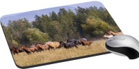 meSleep Wild Life PD-48-265 Mousepad(Multicolor)   Laptop Accessories  (meSleep)