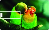 Printland Credit Card Love Birds 8 GB Pen Drive(Multicolor)   Laptop Accessories  (Printland)