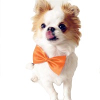 Futaba Fashion Dog Bowknot Tie - Orange Embellished Dog Collar Charm(Blue, Other)