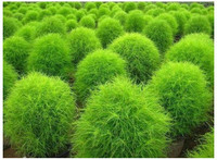 Agricart Kochia Burning Mix Seed(50 per packet) RS.88.00