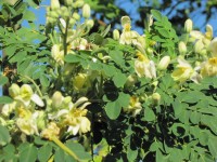 Seedlings India Moringa Hybrid Seed(15 per packet)
