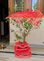 AgrohA Tulsi Ji Poshak | Traditional Lehenga & Chunni Dress(Nylon)