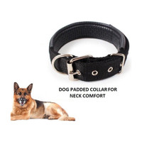 Hachiko Dog Everyday Collar(Medium, Black)